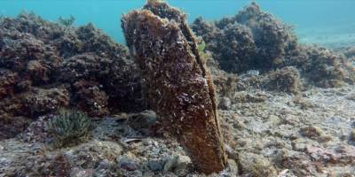 Toplu ölümlerin ardından pinalar Akdeniz ve Ege'de yeniden görüldü