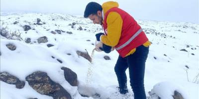 Ağrı Dağı'nın karla kaplı eteklerine yaban hayvanları için buğday bırakıldı