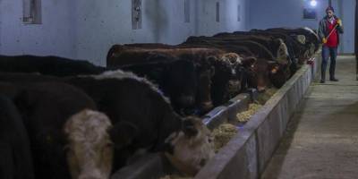 Depremzede besiciler hayvan sayısını artırmak için destek istiyor