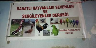 Denizli'de horoz dövüştüren 108 kişiye para cezası verildi