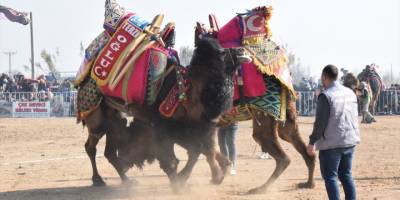 Yenipazar'da deve güreşi festivali yapıldı