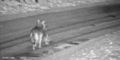 Gümüşhane'de beldeye inen 2 kurt görüntülendi