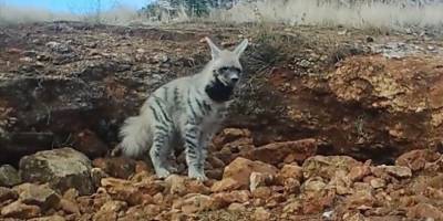 Çizgili sırtlan fotokapanla görüntülendi