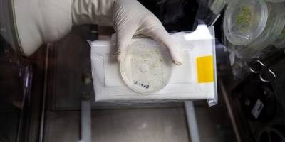 Uzaydaki "Tuz Gölü bitkisi deneyi"nin sonuçları paylaşıldı