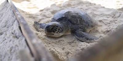 BM: Göçmen türlerin popülasyonu tehdit altında