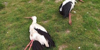 Göç eden leylekleri öldürdüler