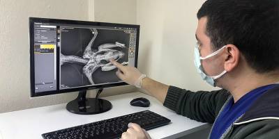 Yaralı kargaya cerrahi operasyon