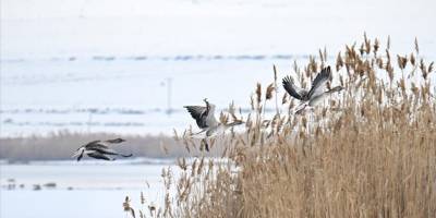 Koruma tedbirleri sayesinde Van'da görülen yaban kazlarının sayısı arttı