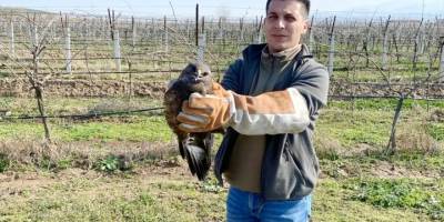 Salihli'de yaralı bulunan şahin tedavi altına alındı