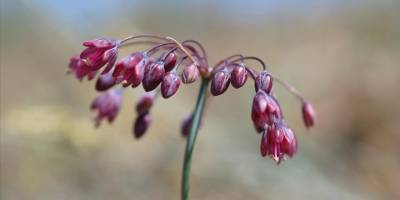 Keşfettiği yeni türlerle Türkiye'nin bitki çeşitliliğini zenginleştiriyor