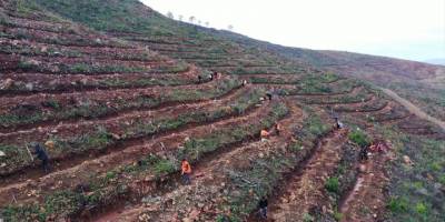 Marmaris'te yangında zarar gören 900 hektar alanda ağaçlandırma çalışması yapıldı