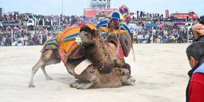 Salihli'de deve güreşi festivali düzenlendi