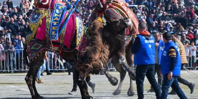İzmir'de deve güreşi festivali yapıldı