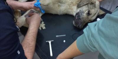 Aydın'da köpeklerin zehirlendiği iddiası inceleniyor