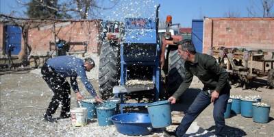 Çorum'da çiftçinin geliştirdiği "sarımsak dişleme makinesi" işçilik ve zamandan tasarruf sağlıyor