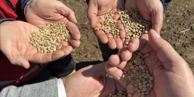 Yozgat'ta nadasa bırakılan alanlar yeşil mercimek ekilerek değerlendiriliyor