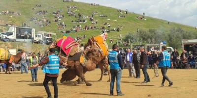 Ödemiş'te 28. Konaklı Deve Güreşi Festivali yapıldı
