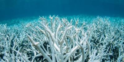 Artan deniz suyu sıcaklıkları mercanların sağlığını tehdit ediyor