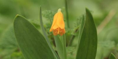 Diyarbakır'da keşfedilen yeni ters lale türü literatüre kazandırıldı