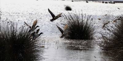 Kızılırmak Deltası bu kış yaklaşık 160 bin su kuşuna yuva oldu