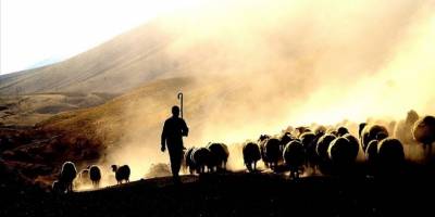 Çiftçilere toplam 3,9 milyar liralık hayvancılık destekleme ödemesi yapılacak