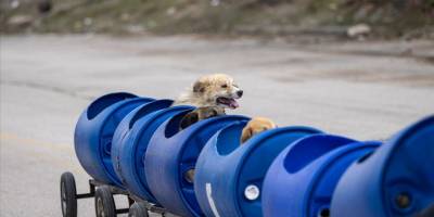 Engelli köpekleri varillerden yaptığı "tren"le gezdiriyor