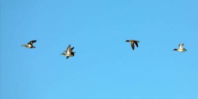 Ağrı Dağı'nın eteklerindeki Erhacı Sulak Alanı, güneyden gelen kuşları ağırlamaya başladı