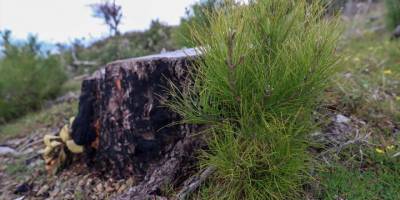 İzmir ve Manisa'da yangınlarda hasar gören 2 bin 700 hektar alan ağaçlandırıldı