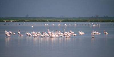 Ege'deki 30 sulak alanda 81 türden 157 bin 503 su kuşu sayıldı