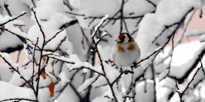 Karla kaplanan Ardahan, Erzurum ve Kars'ta soğuk hava hakim