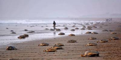 Küresel ısınmanın etkileri devam ediyor: 'Kuşlar erken göçtü, bitkiler zamanından önce çiçek açtı'