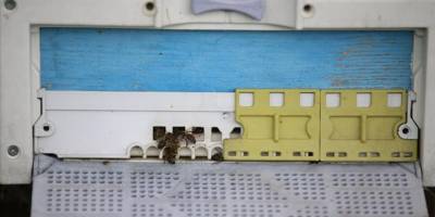 Uzmanlar, iklim değişikliği ve bilinçsiz ilaçlamaya bağlı arı ölümlerine dikkati çekti