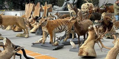 Avladığı nesli tehlike altındaki hayvanları tahnitleyen şüpheli yakalandı