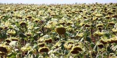 İklim değişikliği Trakya'da en çok ayçiçeğini etkileyecek