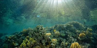 Rekor sıcaklıklar okyanus ekosisteminde değişimlere yol açıyor