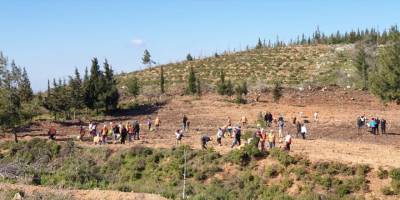 Muğla'da Dünya Ormancılık Günü'nde 30 bin fidan dikildi