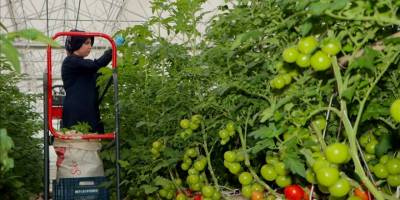 Manisa Kula'da jeotermal enerjinin kullanıldığı ilk serada domates hasadı yapıldı