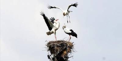 Leylekler havanın ısınmasıyla Muş Ovası'ndaki yuvalarına dönmeye başladı