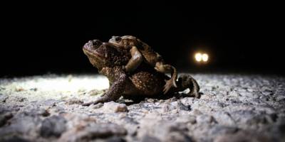 Kütahya'da üremek için ormandan gölete gitmeye çalışan kurbağalar kara yolunu aşmak zorunda