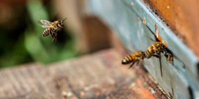 İklim değişikliği gezgin arıcıların rotasını şaşırttı