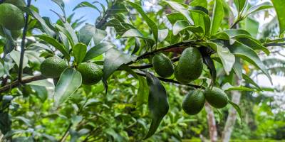 Alanya'da avokado üretim alanı 12 yılda 66 kat arttı