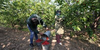 Erkenci kiraz üretim merkezi Manisa'da sezonun ilk hasadı yapıldı