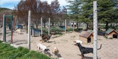 Bahçesinde 180 köpeğe bakan gönüllüye 1 milyon 731 bin 600 lira idari para cezası