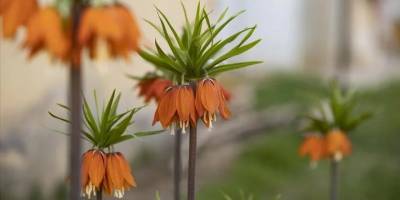Tunceli'de ilkbaharın gelişiyle ters laleler açtı