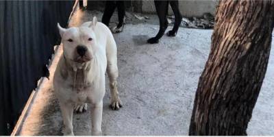 Adana'da pitbull cinsi köpeğin saldırısına uğrayan kız çocuğu yaralandı