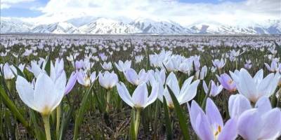 Yüksekova'da çiçek açan çiğdemler doğaya renk kattı