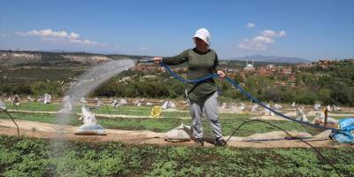 Denizli'de tütün çiftçileri zorlu mesaiye fide üretimiyle başladı
