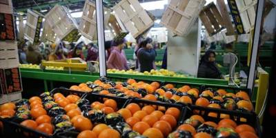 Tarım sektöründen ihracatta ilk çeyrek rekoru