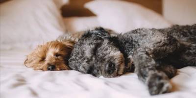 Evcil hayvan sigortasıyla "patili dostlar" güvence altına alınıyor