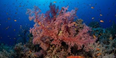 Okyanusların ısınması dünya çapında mercanların dördüncü kez ağarmasına sebep oldu